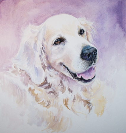 Portrait of golden retriever watercolors painted の写真素材