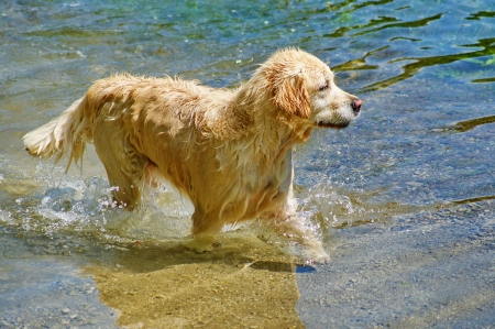Labrador golden retriever in water  の写真素材