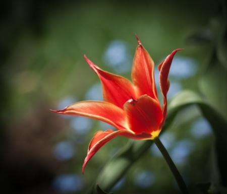 Red tulip bud close up in garden の写真素材