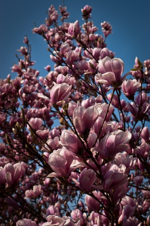 Fresh, pink, spring magnolia tree blossoms against a blue sky の写真素材