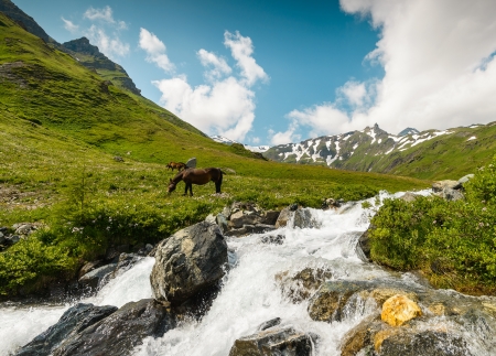 Horses on a meadow in mountains Hohe Tauern National Park, Austria  の写真素材