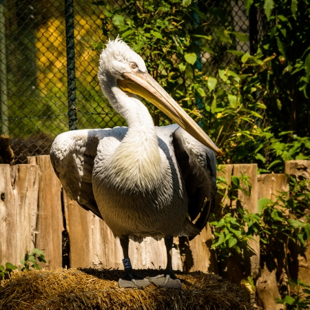 Portrait of Dalmatian Pelican in Schoenbrunn,Vienna,Austria の写真素材