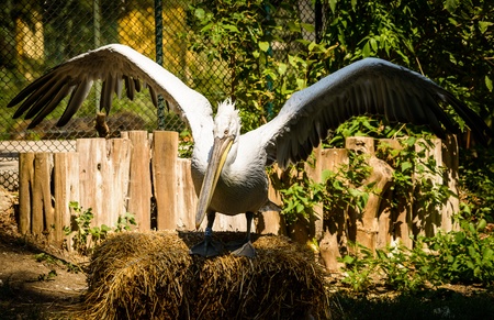 Portrait of Dalmatian Pelican in  Schoenbrunn,Vienna,Austria の写真素材