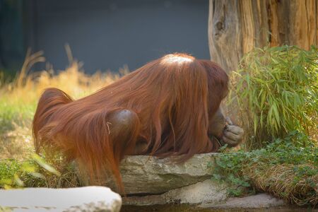 Orang-Utan  Pongo pygmaeus  in Schoenbrunn, Vienna,Austria の写真素材