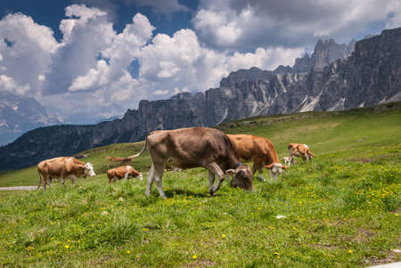 Landcsape with cows on pasture with mountains in background-Passo di Giau, Dolomites,Italy の写真素材