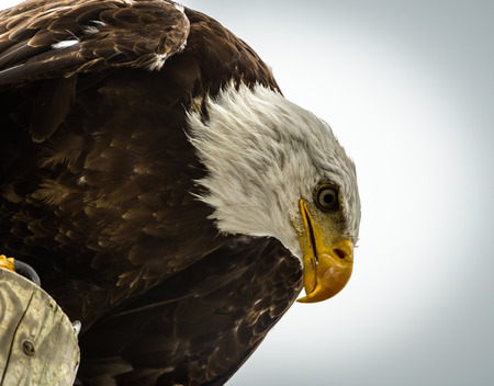 American Eagle   Bald Eagle の写真素材