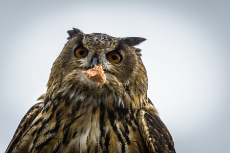 Portrait of Eagle Owl eating her lunchの写真素材