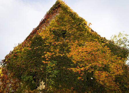  Old house hidden in colorful,autumn ivy の写真素材