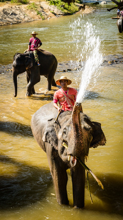 CHIANG MAI, THAILAND - FEB  16  Daily elephant show at The Thai Elephant Conservation Center, mahout show how to ride and transport in forest, February 16, 2014 in Chiang Mai, Thailand  のeditorial素材