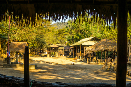Asian elephants in elephant village ,Chiang Mai,Thailand  のeditorial素材