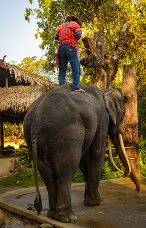 CHIANG MAI, THAILAND - FEB  16  Daily elephant show at The Thai Elephant Conservation Center, mahout shows work with elephant, February 16, 2014 in Chiang Mai, Thailand のeditorial素材