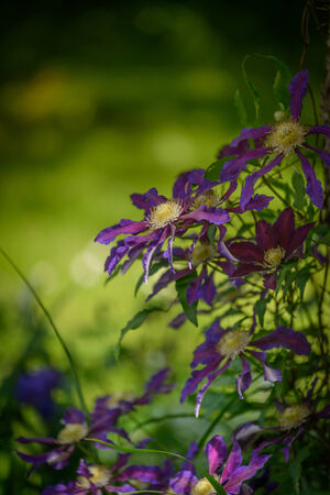 Clematis flower-Vagabond in garden Nature background の写真素材