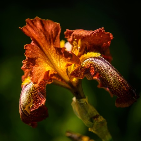 Close up of ocher bearded iris in garden の写真素材
