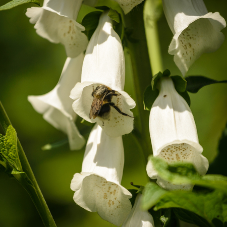 White rare and deadly foxglove flowers  Digitalis  in a garden in summer の写真素材