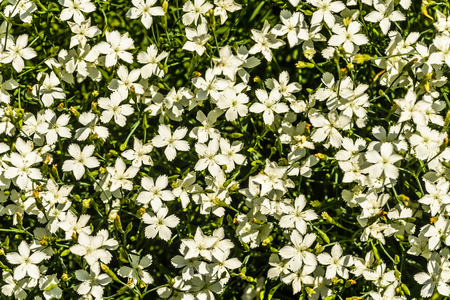 Nature background with white tiny cloves flower  and green leaves の写真素材