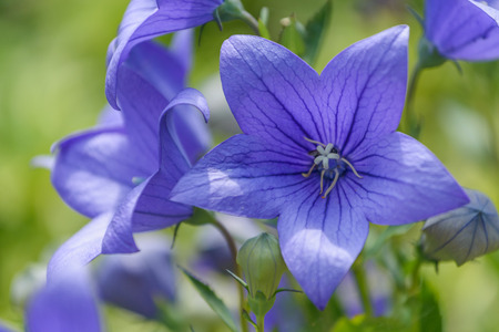 Closeup of purple flowers of a balloon flower or bellflower  Platycodon grandiflorus の写真素材