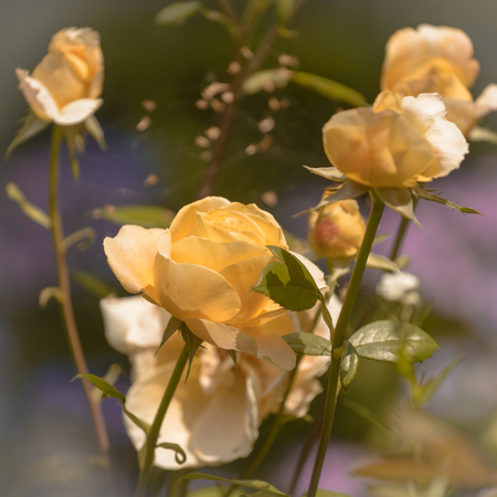 Portrait of yellow hybride tea rose  Candlelight in summer gardenの写真素材