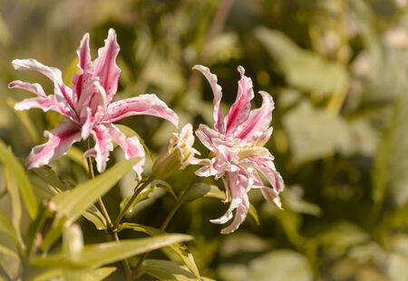 Close up of beautiful Oriental Lily  Magic Starの写真素材