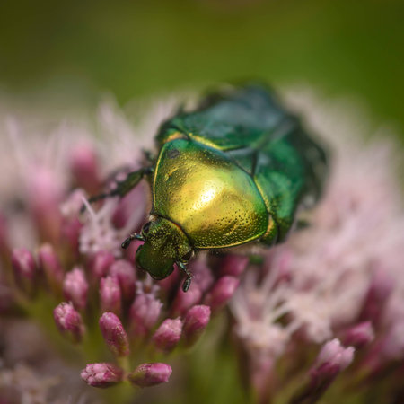 Macro photo of Cetonia aurata, called the rose chafer の写真素材