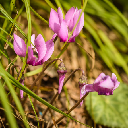  Closeup of purple cyclamen  Cyclamen purpurascens   in nature の写真素材