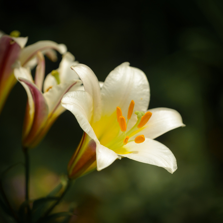 Closeup of Lilium longiflorum (Easter lily).の写真素材