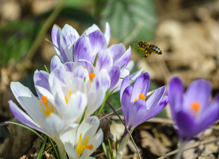 Spring purple crocus flowers and honey bee.