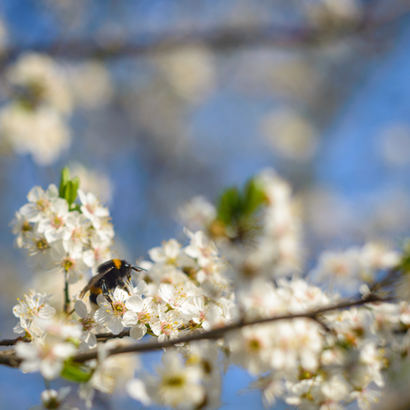 Spring blossom background - green leaves and white flowers.Photo taken with shallow depth of field and soft focus lens (vintage lens Helios)の写真素材