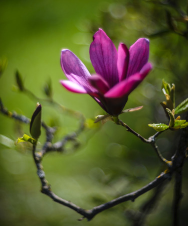 Close up of Blooming Magnolia Nigra. Photo taken with shallow depth of field and soft focus lens (vintage lens Helios)の写真素材