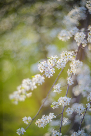 Spring blossom background - green leaves and white flowers.の写真素材