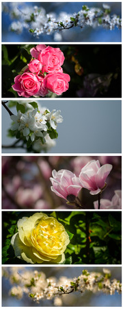 Collection of flowers banners-roses,magnolia and cherry flowers.の写真素材