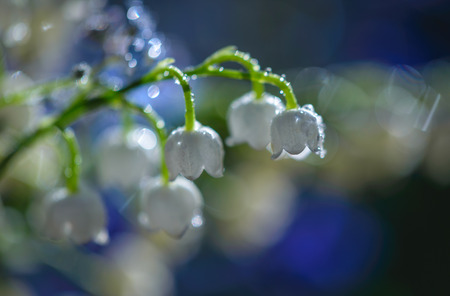 Closeup of Lily of the valley with water drops.の写真素材