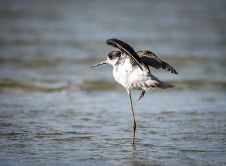 Black-winged stilt, common stilt, or pied stilt Himantopus himantopusの写真素材