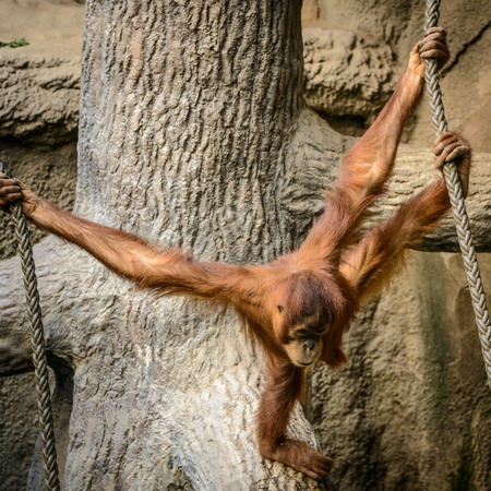 Young orang utan Pongo pygmaeus abelii.