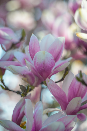 Magnolia flowers with water drops. Blooming magnolia tree in the springの写真素材