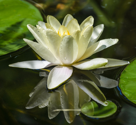 Yellow lotus blossoms or water lily flowers-Marliacea Chromatella blooming in pondの写真素材