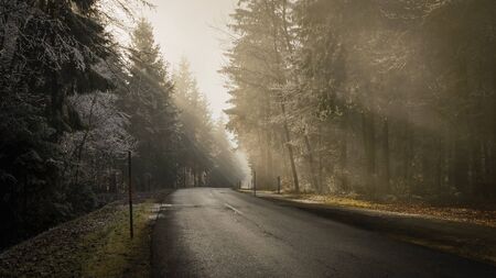 Wet, asphalt forest road in winter foggy day.の写真素材