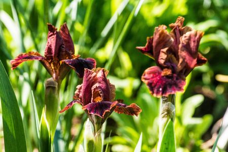Closeup of brown Standard Dwarf Bearded iris 'Death by Chocolate' in garden.の写真素材