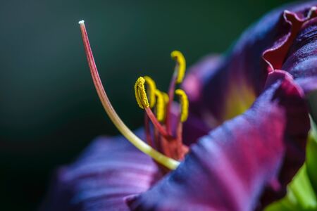Closeup of delicate dark red daylily "Boodfire" in the garden.の写真素材