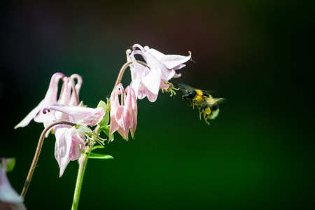 Bumblebee flying to pink columbine flower.の写真素材
