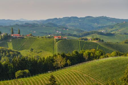 Vineyards with winery in autumn - White wine grapes before harvest, Southern Styria Austriaの写真素材