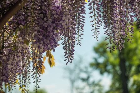 Floral background, flowers of wisteria sinensis closeup in gardenの写真素材