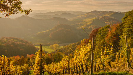 Landscape with vineyards at sunset in South Styria (Stajerska) . Austria-Slovenia borderの写真素材