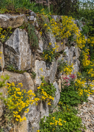 Wall with stones, rockery with yellow alyssum flowers.の写真素材
