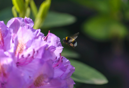 Closeup of rhododendron or rosebay flower and a bee bubbleの写真素材