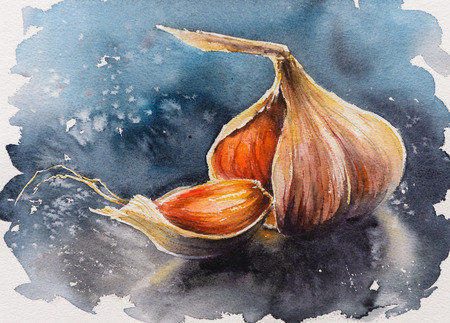 Whole garlic, one segment and clove.Picture created with watercolors.の写真素材