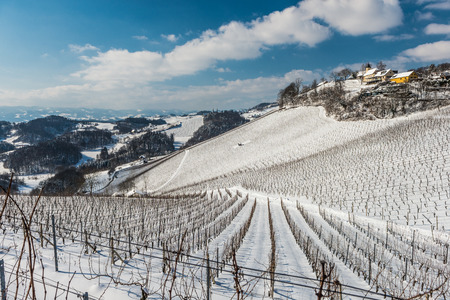Rows of vineyards covered with white snow in sunny winter day. Styria, Austriaの写真素材
