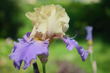 Iris germanica. Closeup of flower bearded iris " Cry me a river" in garden. A plant with impressive flowers, garden decoration.の写真素材