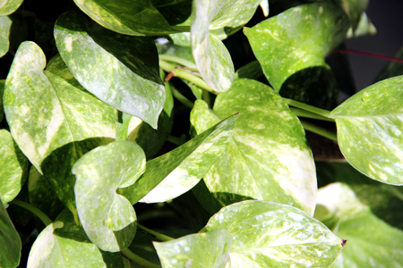 Green Money Plant Leafs Backgroundの写真素材