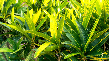 Beautiful Green Leaves with Yellowish spots
