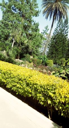 Natural Beautiful Garden